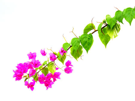 Bougainvillea on white background.の写真素材