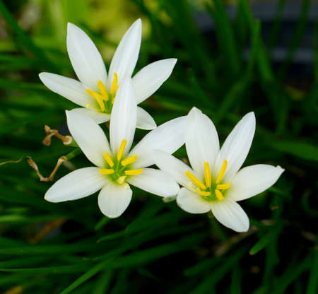 white Lily Flowerの写真素材