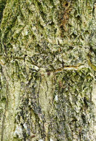 Samanea saman Barkの写真素材
