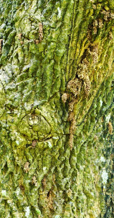 Samanea saman Barkの写真素材
