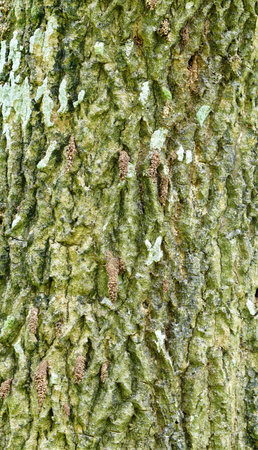 Samanea saman Bark