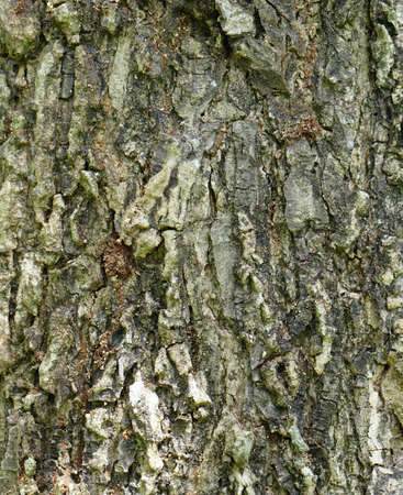 Samanea saman Barkの写真素材