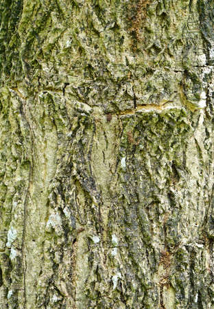 Samanea saman Barkの写真素材