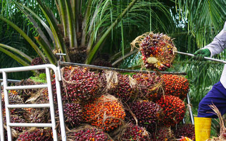 People are carrying palm oil on pickup truckの写真素材