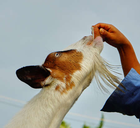 white Saanen goat eat food from touristの写真素材