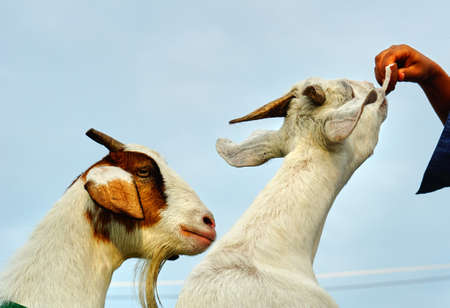 white Saanen goat eat food from touristの写真素材