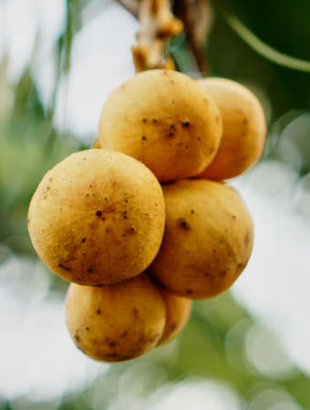 Lansium domesticumの写真素材