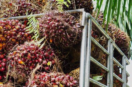 carrying palm oil on pickup truck