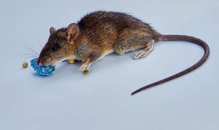 A mouse on a white backgroundの写真素材