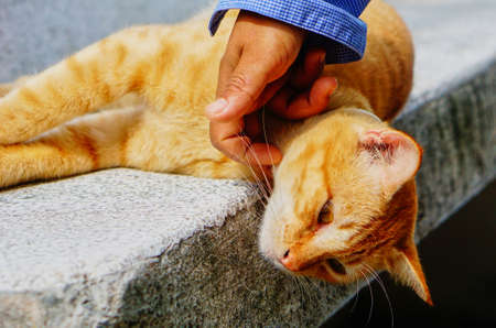 Cute brown catの写真素材