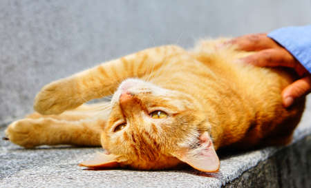 Cute brown catの写真素材