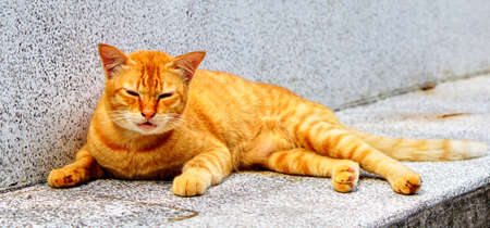 Cute brown catの写真素材