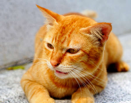 Cute brown catの写真素材