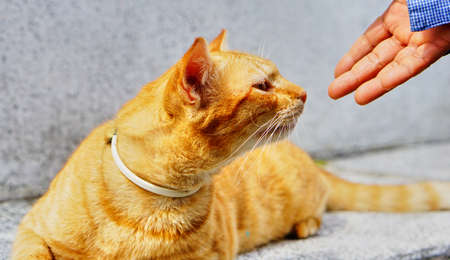 Cute brown catの写真素材