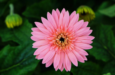 pink daisy is blossom in Thailandの写真素材