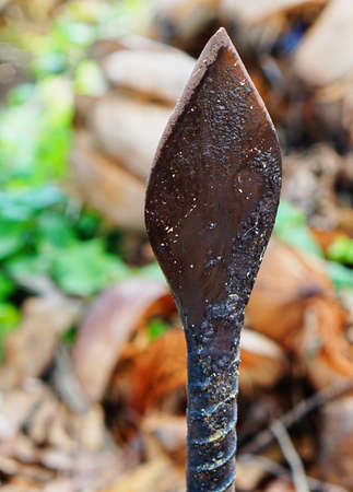 A Sharp terror Knife for Coconut peelの写真素材