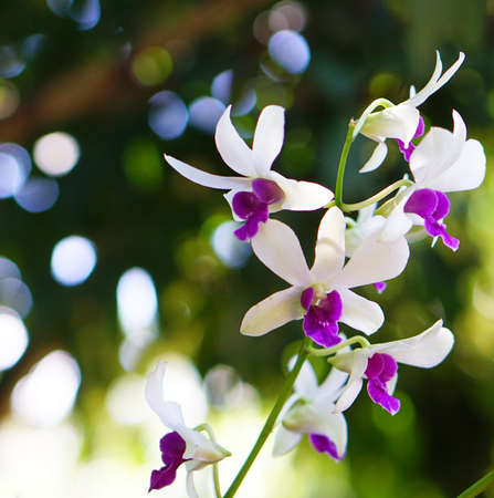 White and Purple orchids in Thailand countryの写真素材