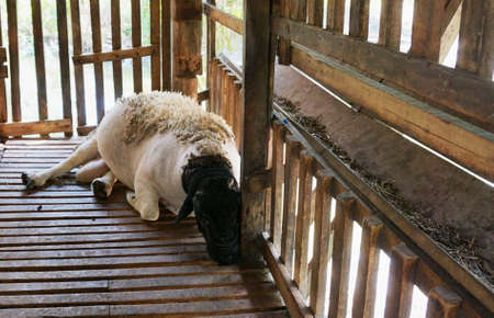 In the summer a sheep were sleeping in the stablesの写真素材