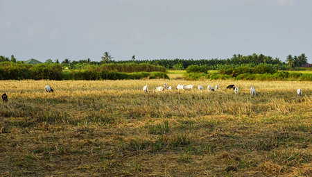 In the evening the Sun send golden light herd goats eating grass in the fields of the country Thailandの写真素材