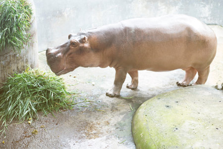 View of the hippo Dusit Zoo, Thailand.
