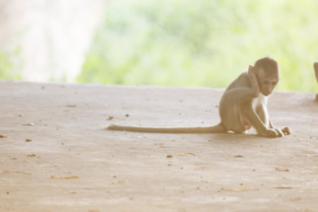 View of the monkey ball on the ground.