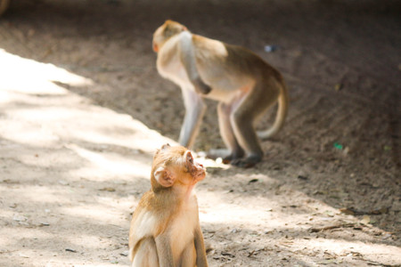 View of the monkey ball on the ground.の写真素材
