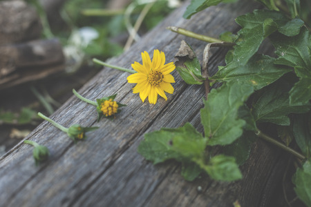 The yellow flowers that are beautifully placed on the logsの写真素材