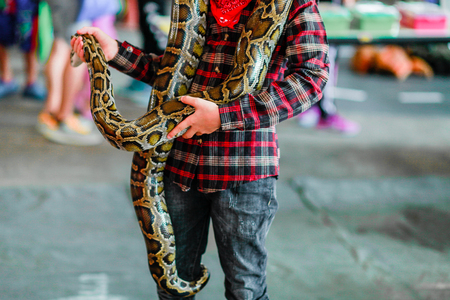 Close-up of boy's hands  volunteer showing a snake to a child and letting her touch the snake Holding a royal Ball pythonの写真素材