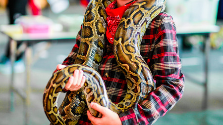 Close-up of boy's hands  volunteer showing a snake to a child and letting her touch the snake Holding a royal Ball pythonの写真素材
