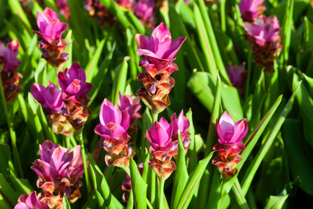Close up landscape beautiful pink flowers of Siam Tulip or Krachiew flowers green leaf , Bangkok...