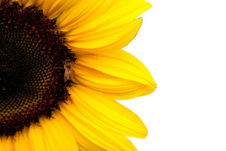 Sunflower and beeの写真素材