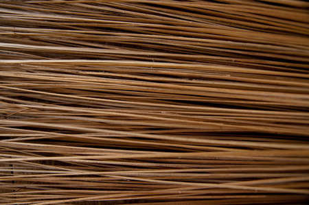 Coconut broomの写真素材