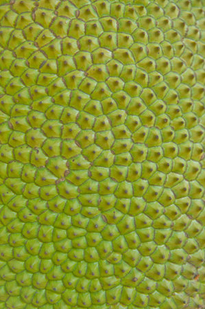 Jackfruit skin