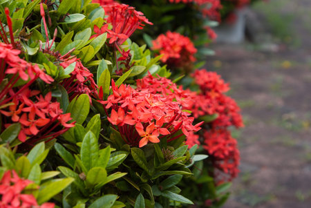 Jungle geranium  Ixora coccinea   Close-up  Red color 