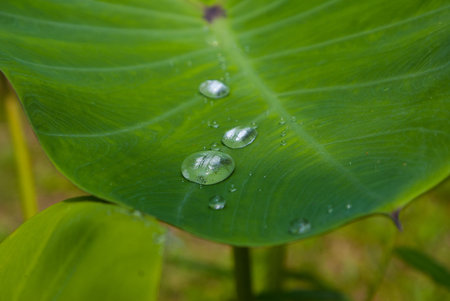 Raindrop on the green leaf of caladiumの写真素材