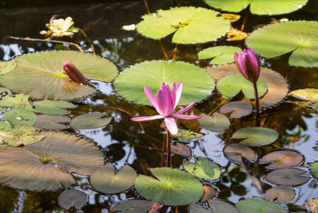 Lotus flowers and lotus leavesの写真素材