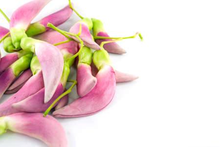 Vegetable Humming Bird Sesban Agasta の写真素材