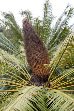 sago cycas on its tree