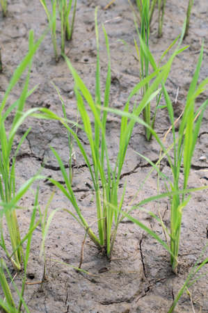 Seedlings of rice paddyの写真素材