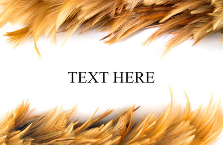 Chicken Feathers Frame isolated on white backgroundの写真素材