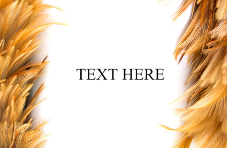 Chicken Feathers Frame isolated on white background