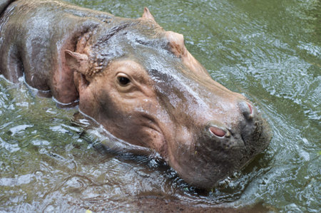 hippopotamus driving in the water