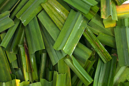 Pandan sliced isolated on white の写真素材