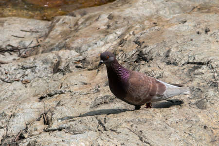 A Pigeon near a lakeの写真素材