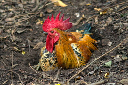 Cock bantam lie on a groundの写真素材