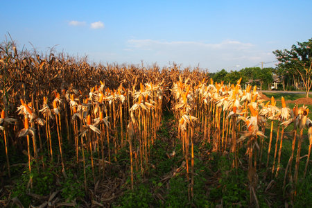 Feed Corn drying in the field