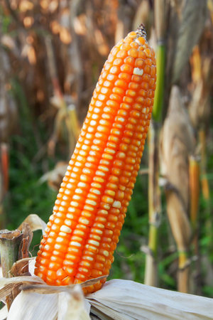 Closeup corn in a field