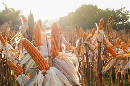 Feed Corn drying in the fieldの写真素材