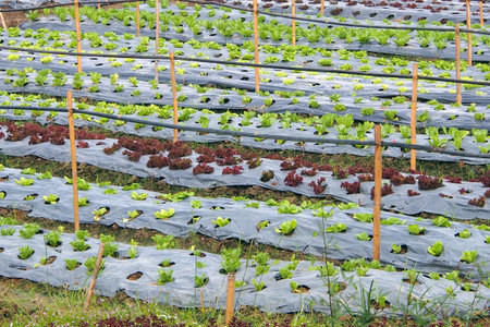 Organic vegetable plots in a field
