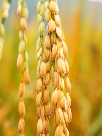 Close up peddy rice in a fieldの写真素材